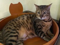 -more than meow吴止猫主题餐厅(承德 中船汇店)