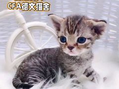 -麒麟缅因猫舍·十五年缅因猫选购中心