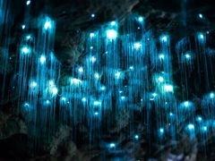 -怀托摩萤火虫洞