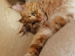 -猫腻·猫咖·撸猫馆(星光大道店)