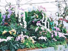 -上海鲜花港