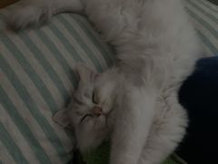 -lincat·猫舍(广州店)