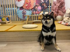 -柴迷FANS CLUB·柴犬狗咖·猫咖