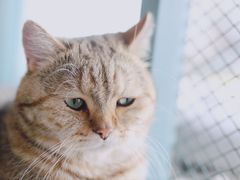 -喵屿·大理花园猫咖