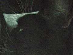 -艾贝尔宠物医院·24H转诊中心·肿瘤猫专科(江宁双龙店)