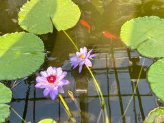 -国家植物园南园