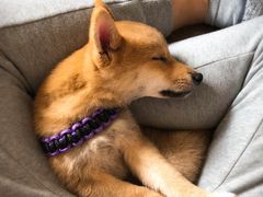 -翊宠yipet猫狗购宠庄园犬舍•猫舍