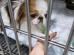 -A猫a狗全科·犬猫异宠·芥西宠物医院(南开总院)