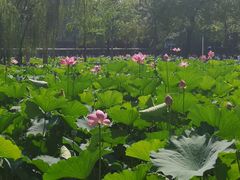 -四川大学(望江校区)