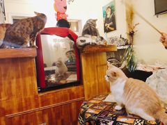 -猫色咖啡·猫咖