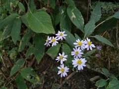 -终南山国家森林公园