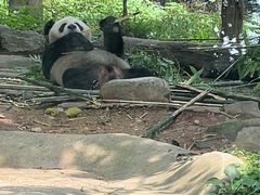 -都江堰中华大熊猫苑