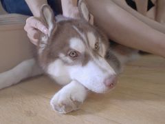 -Husky Go! 哈士奇体验馆·宠物咖啡厅狗咖