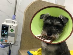 -伟伟宠物医院·CT影像中心·瑞派犬猫综合性门诊(汉口总院)