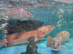 -金迎海鲜酒家(金凤凰广场店)