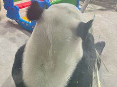 -栾川竹海野生动物园