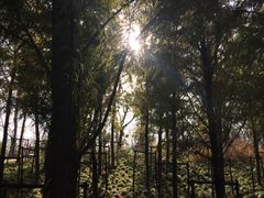 -上海长兴岛郊野公园