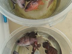 -小猫钓鱼海钓俱乐部(椰梦长廊店)