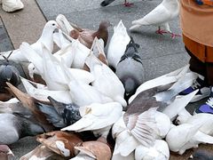 -西湖外事游船(湖滨二公园外事游船码头)