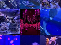 -成都浩海立方海洋公园