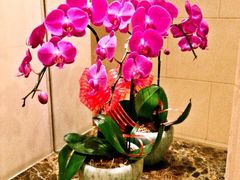 iphone_upload_pic-上海兴国宾馆丽笙精选