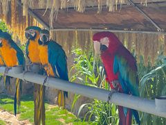 -西霞口神雕山野生动物世界