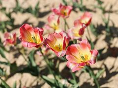 -香蜜公园