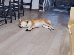 -柴迷FANS CLUB·柴犬狗咖·猫咖