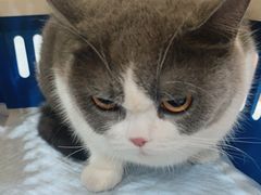 -创凡宠物医院·骨专科  猫科中心(西乡分院)