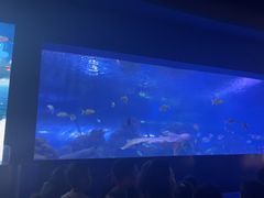 -重庆欢乐海底世界