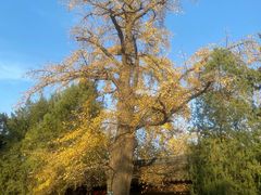 -苏州文庙(姑苏区)