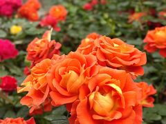 -新南门(地铁站)