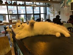 -吉丁鸟咖·异宠·寄养