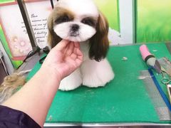 -爱宠屋pet shop·宠物洗澡·宠物美容