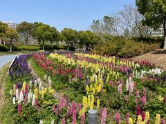 -春花秋色城市公园