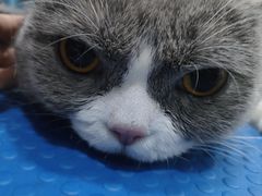 -福懋动物医院·犬猫全科·外科·重症科(杏林分院)