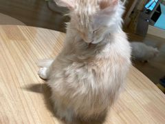 -猫腻·猫咖·撸猫馆(星光大道店)