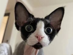 -山宅一喵德文卷毛猫舍