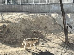 -石家庄市动物园