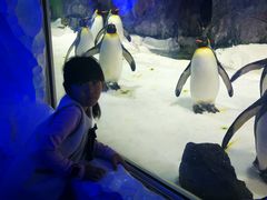 -凯莉-塔尔敦海洋生物水族馆