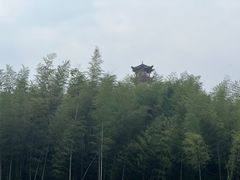 -蔡伦竹海