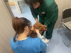 -佑安动物医院·全科·内窥镜中心(幸福巷店)