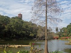 -深圳仙湖植物园