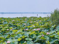-七的湖·晚芳亭·阳澄湖农家菜·大闸蟹(莲花岛店)
