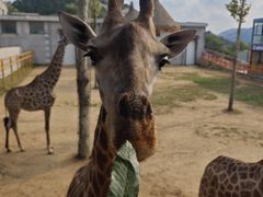 -西霞口神雕山野生动物世界