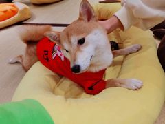 -逗柴咖啡屋·狗咖猫咖宠物桌游