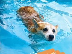 -汪说喵讲宠物乐园宠物酒店(红星美凯龙店)