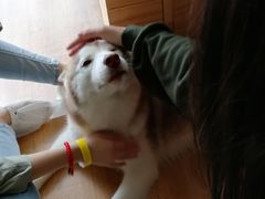 momo-Husky Go! 哈士奇体验馆·宠物咖啡厅狗咖