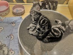 -屋虎猫馆(宝安大仟里店)
