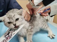 -瑞派·关忠动物医院·猫专科·犬专科(三环新城店)